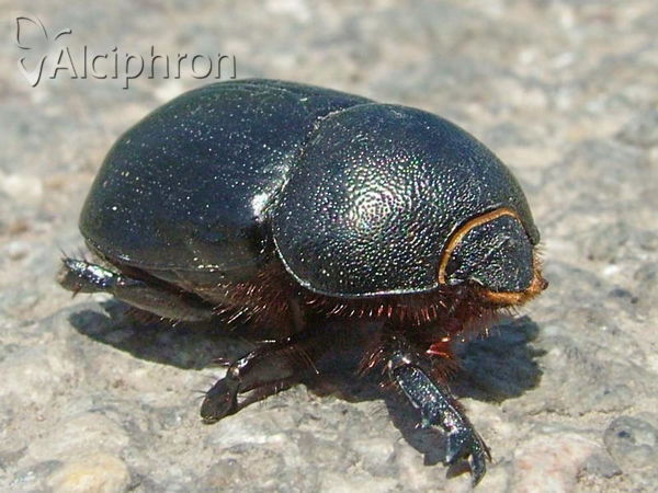 Pentodon idiota
