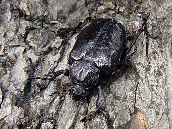 Osmoderma barnabita