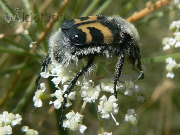 Trichius fasciatus