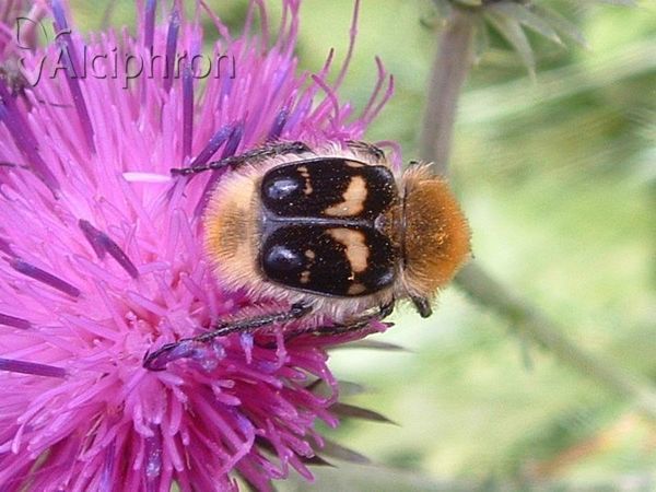 Trichius fasciatus