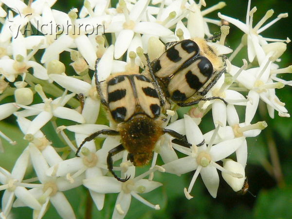 Trichius sexualis