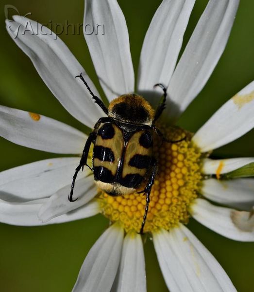 Trichius sexualis
