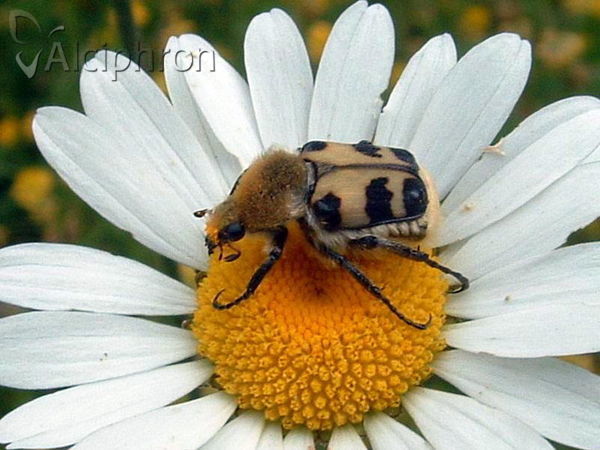 Trichius sexualis