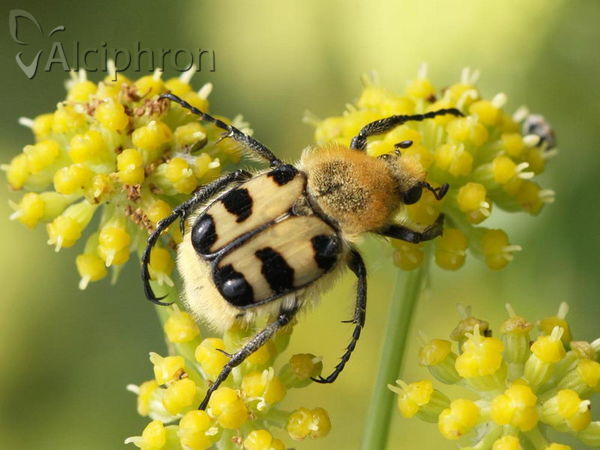 Trichius sexualis