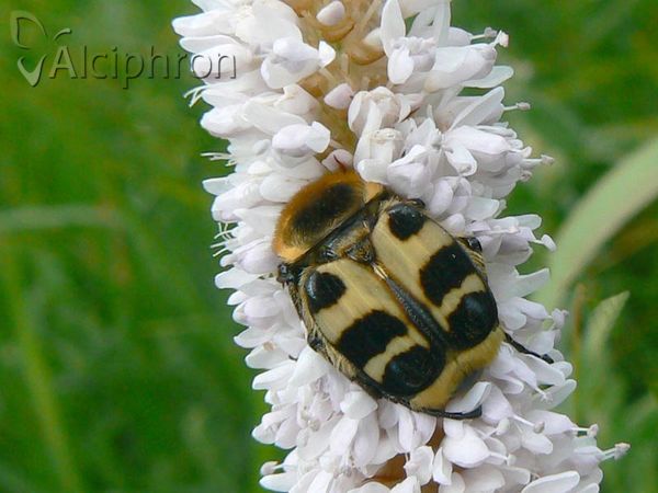 Trichius sexualis