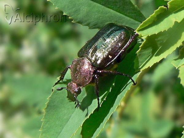 Gnorimus nobilis
