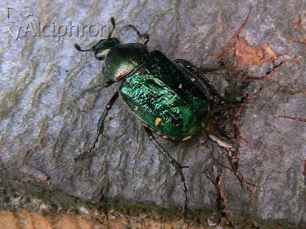 Gnorimus nobilis
