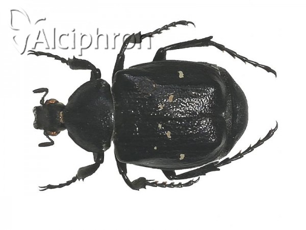 Gnorimus variabilis
