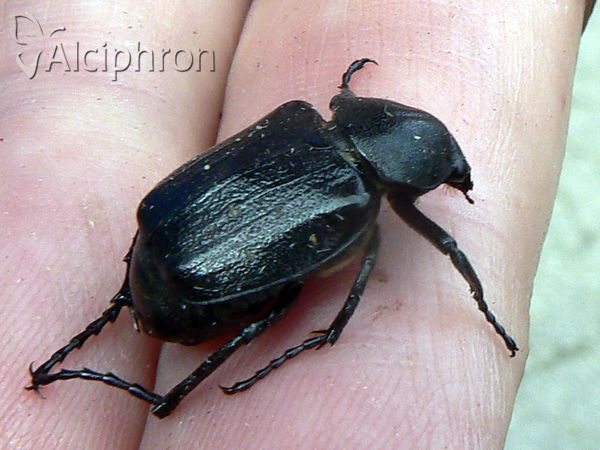 Gnorimus variabilis