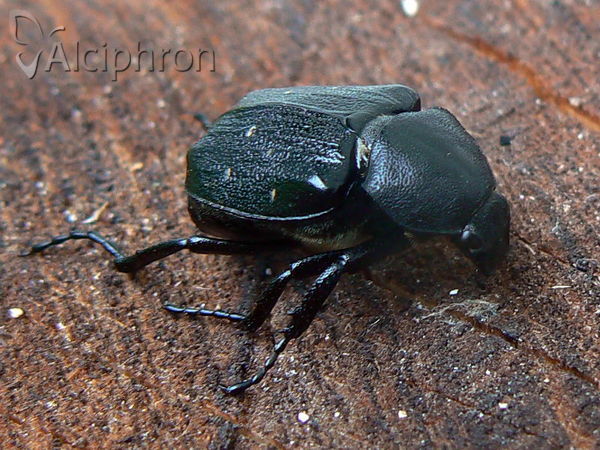 Gnorimus variabilis