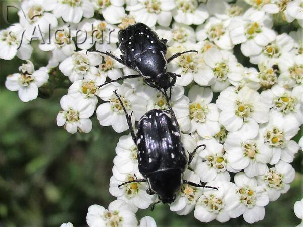 Oxythyrea cinctella