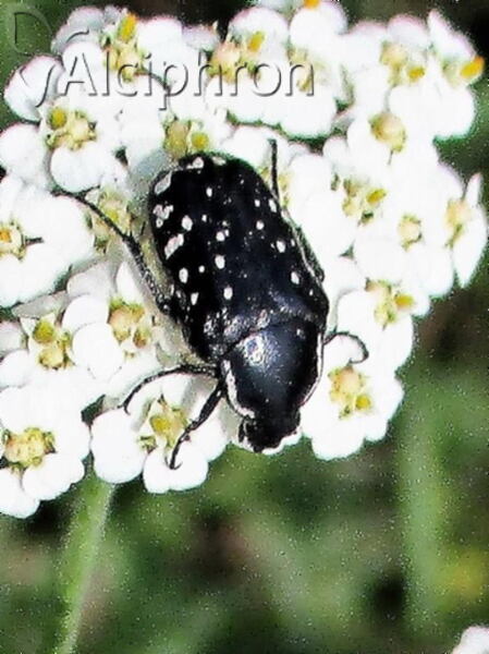 Oxythyrea cinctella