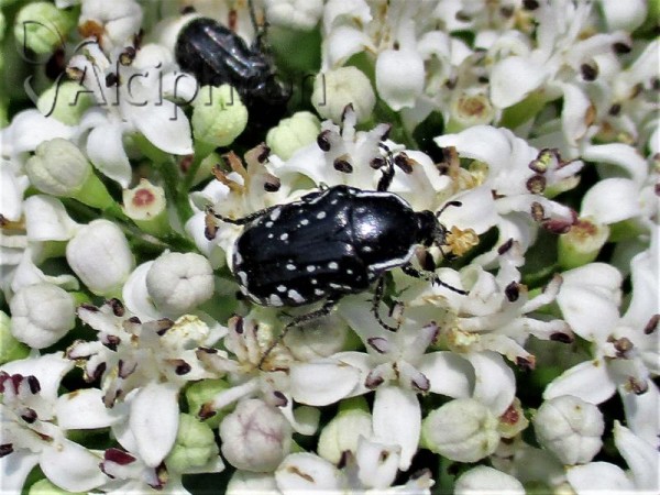 Oxythyrea cinctella