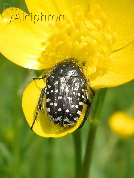 Oxythyrea funesta