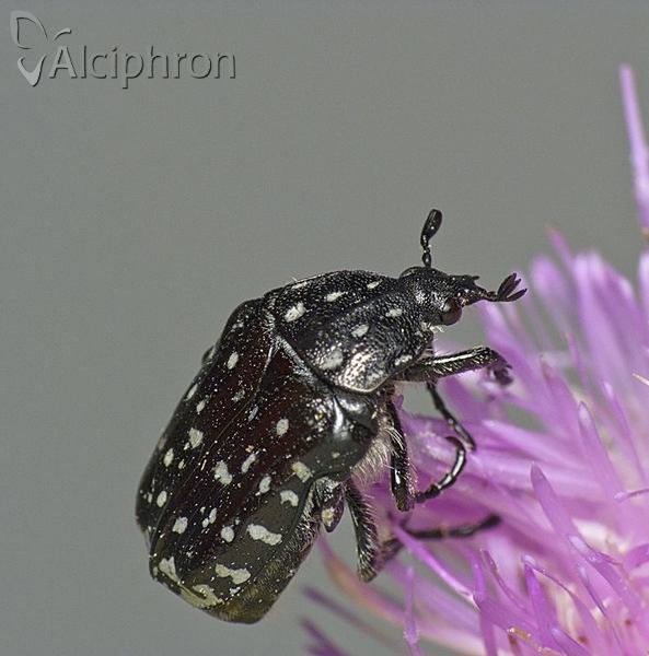 Oxythyrea funesta