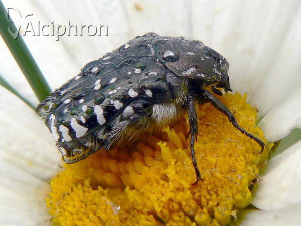 Oxythyrea funesta