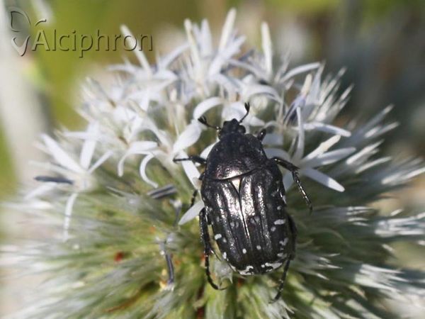 Oxythyrea funesta