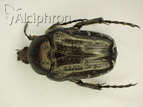 Oxythyrea funesta