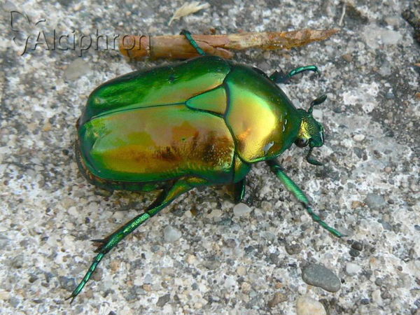 Protaetia aeruginosa