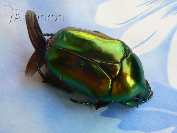 Protaetia aeruginosa