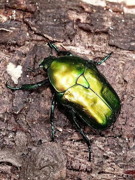 Protaetia affinis
