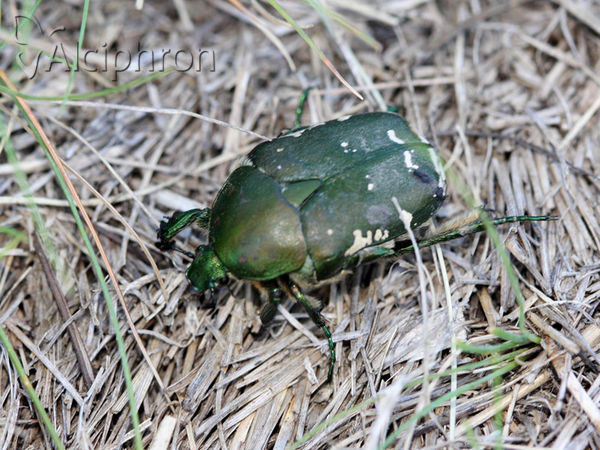 Protaetia ungarica
