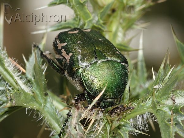 Protaetia ungarica