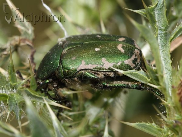 Protaetia ungarica