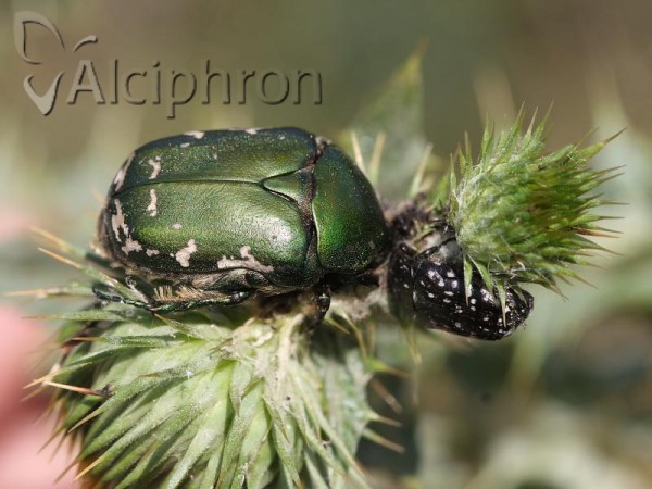 Protaetia ungarica