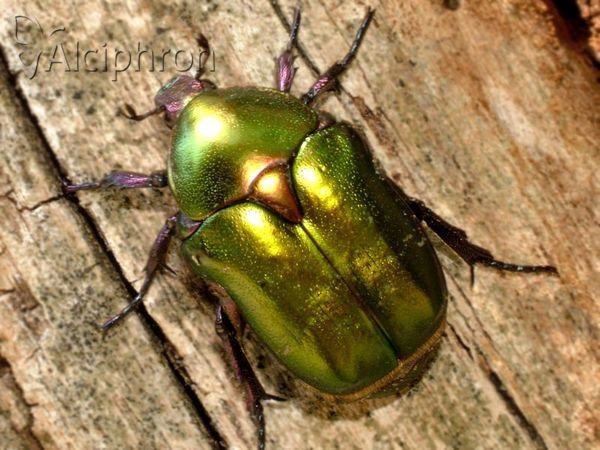 Protaetia cuprea
