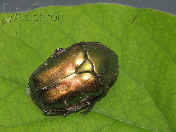 Protaetia cuprea