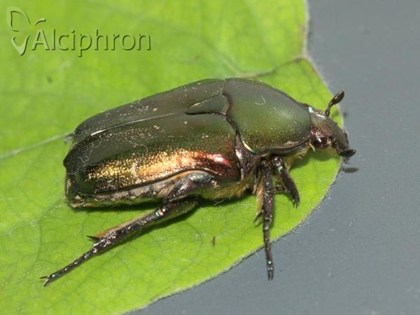 Protaetia cuprea