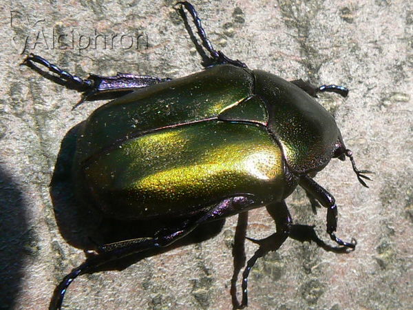 Protaetia cuprea