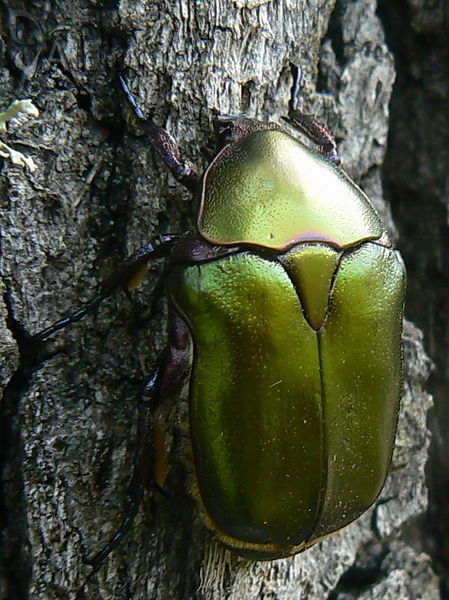 Protaetia cuprea