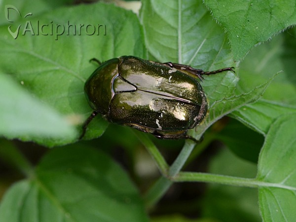 Protaetia cuprea