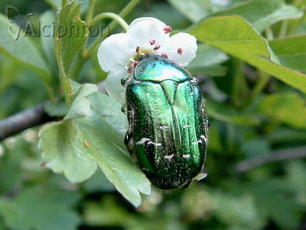 Cetonia aurata