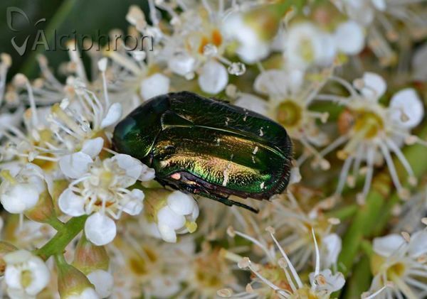 Cetonia aurata