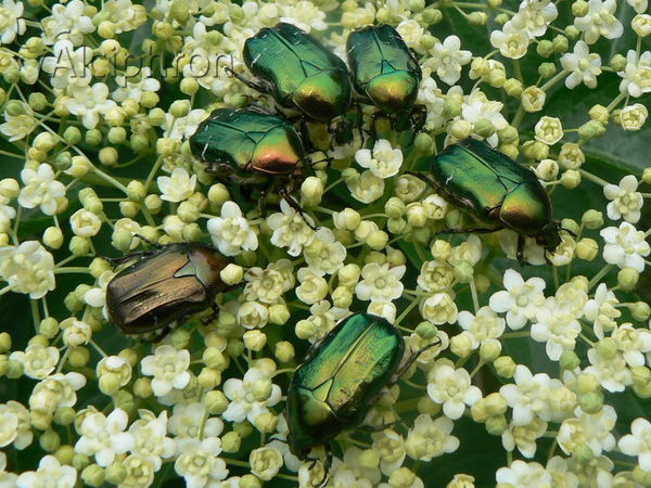 Cetonia aurata