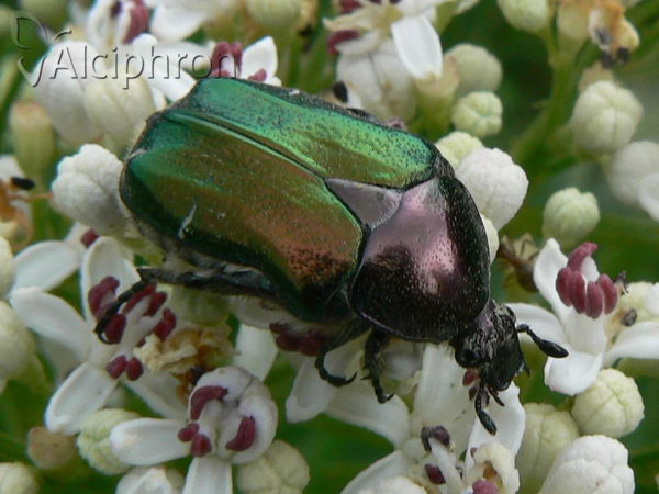 Cetonia aurata