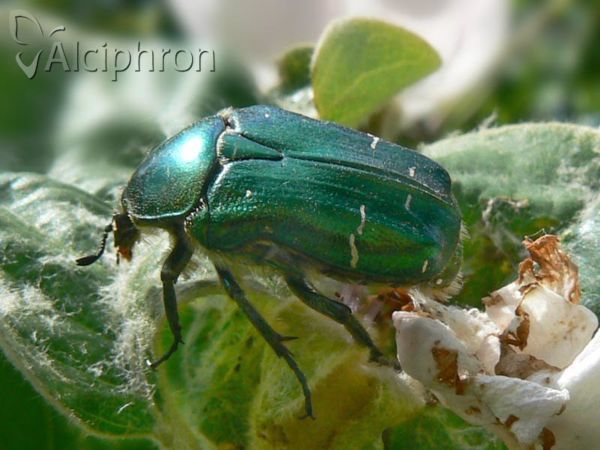Cetonia aurata