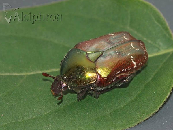 Cetonia aurata