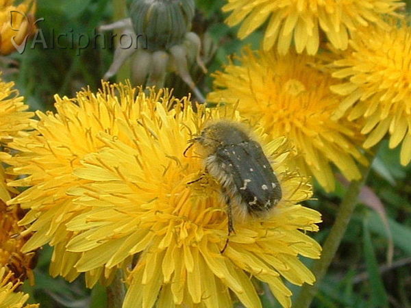 Tropinota hirta