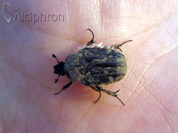 Tropinota hirta