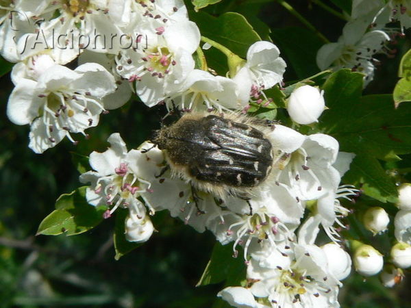 Tropinota hirta