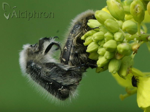 Tropinota hirta