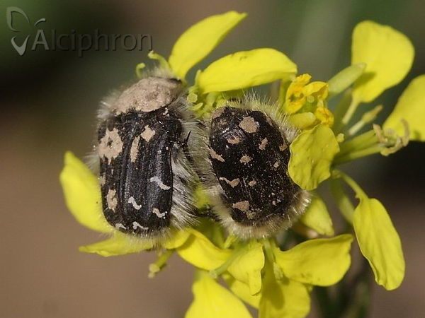 Tropinota hirta
