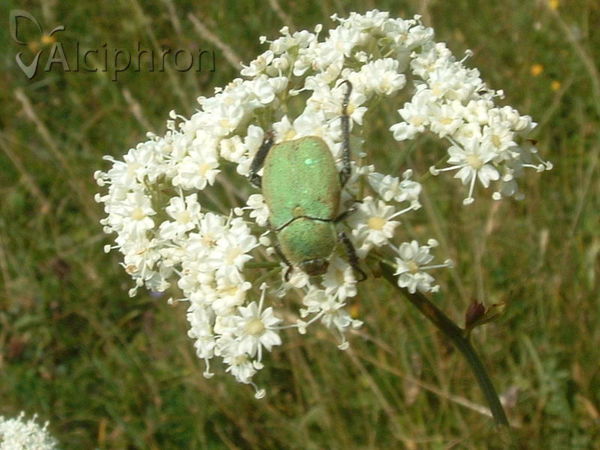 Hoplia argentea