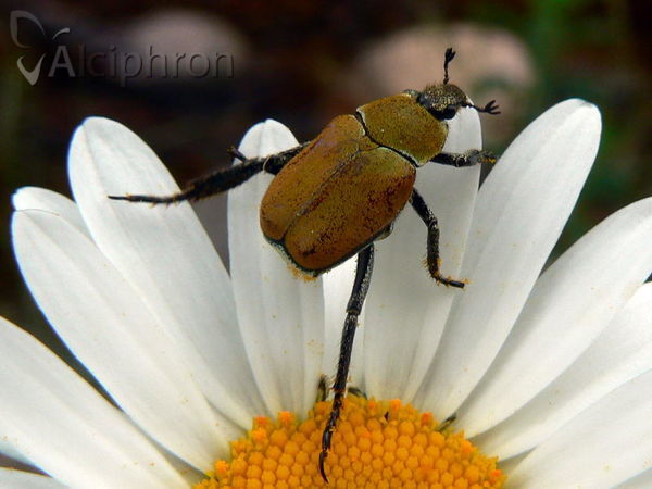 Hoplia argentea
