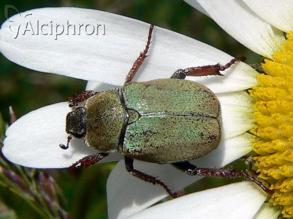 Hoplia argentea