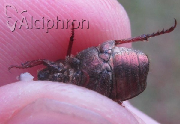 Hoplia philanthus